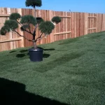 fence with little tree in front